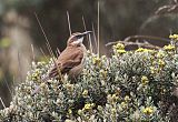 Stout-billed Cinclodes